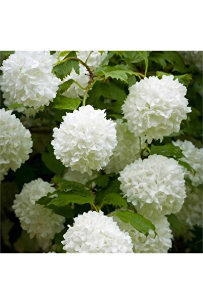 lalaahmetbotanik Çınar Kartopu Çiçeği Viburnum Opulus Kargo Dahil Fiyatı