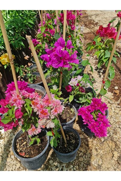 Genel Markalar Pembe Begonvil Fidanı Tüplü 10 30 Santim Arası