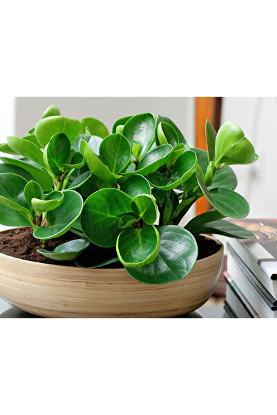 Tunç Botanik Yeşil Zümrüt Dalgası – Peperomia Obtusifolia