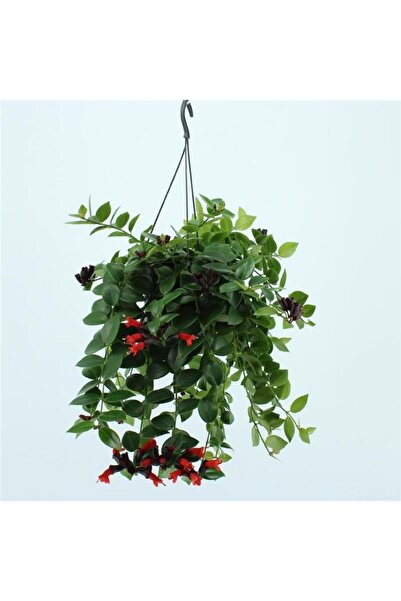 Tunç Botanik RUJ ÇİÇEĞİ - ASKILI SAKSIDA HEDİYELİK