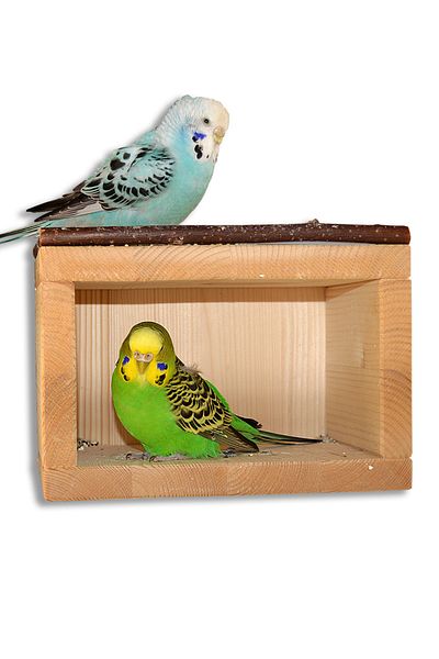 Alyones Bird Nest - Armchair Board and Shelter in One Offers Comfort with Natural Wood Structure