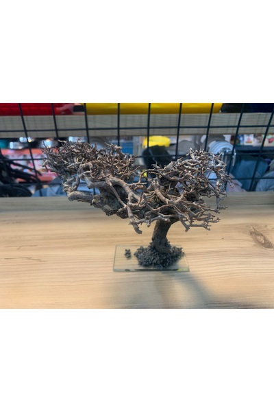 Antikapetshop Moskova Ağacı, bitki akvaryumu için moss ağacı, mos ekimi için.