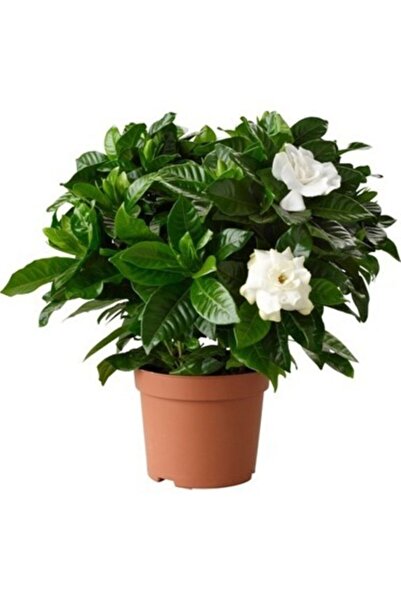 Nura Botanik Gardenia Jasminoides Kokulu Gardenya Ev Ve Ofis Bitkisi 10.5 Cm ...