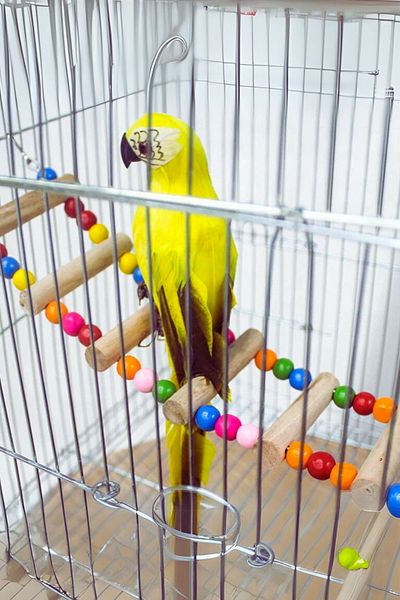 Alyones 50 cm Wooden Bridge with Beads - Parrot Pet Toy for Birds