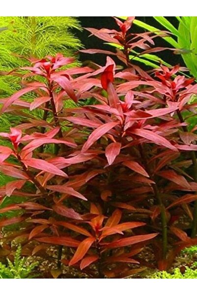 Aydın Akvaryum Ludwigia Diamond( Gül) Akvaryum Bitkisi, Canlı Bitki 5 Dal