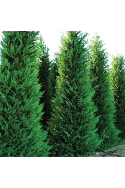 CC Leylandi Melez Servi  (Cupressus Leylandii) 100-150 Cm Boyunda