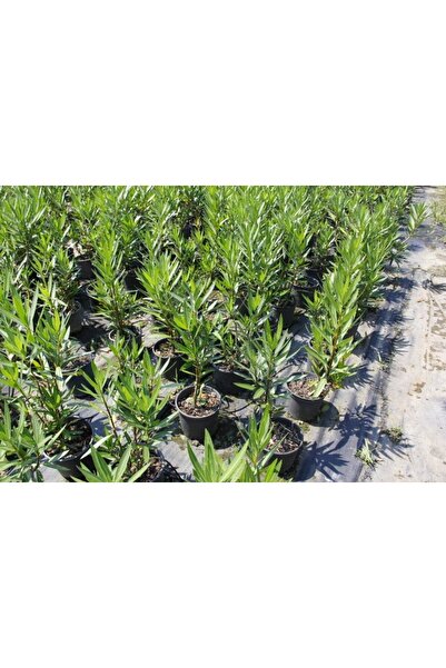 Tunç Botanik Zakkum Çiçeği 5 Adet - Çok Yıllık Dış Mekan Bitkisi