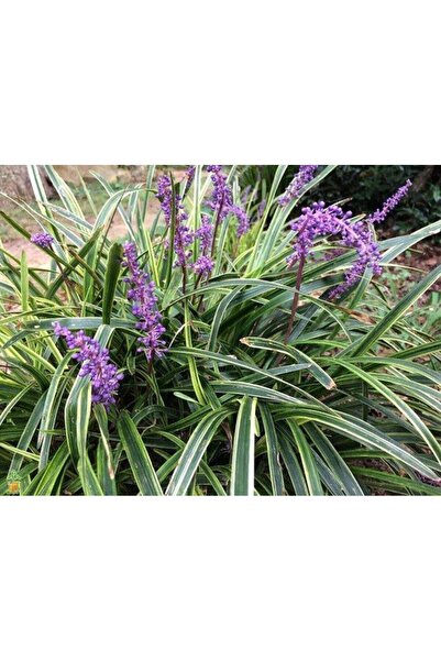 Tunç Botanik ÇİM ZAMBAĞI 3 ADET 'Liriope Muscari Variegata'