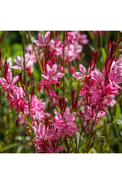 Tunç Botanik GAURA ÇİÇEĞİ 20 ADET - ÇOK YILLIK DIŞ MEKAN ÇİÇEĞİ