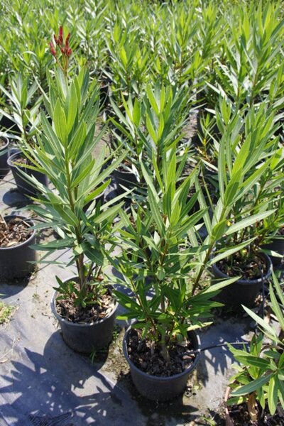 Tunç Botanik ZAKKUM ÇİÇEĞİ 20 ADET - ÇOK YILLIK DIŞ MEKAN BİTKİSİ