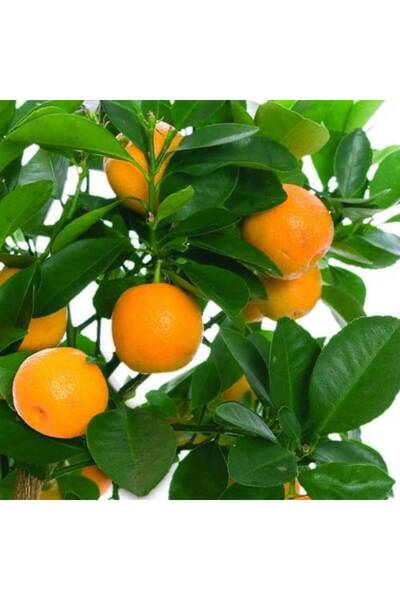 Tunç Botanik Washington Portakal Fidanı 3 Adet - 3 Yaş Tüplü Fidan