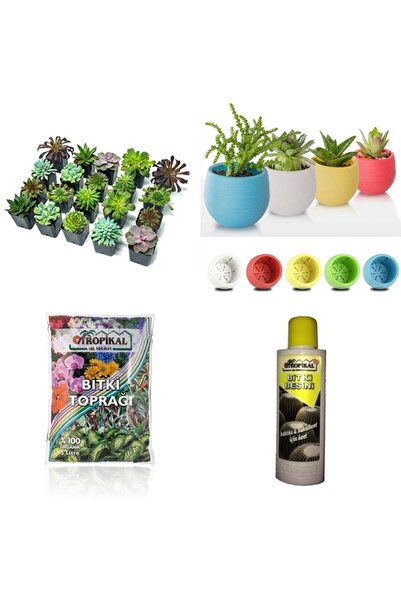 Tunç Botanik SUKULENT BAŞLANGIÇ SETİ / 10 BİTKİ- SAKSI-TOPRAK-BİTKİ BESİNİ