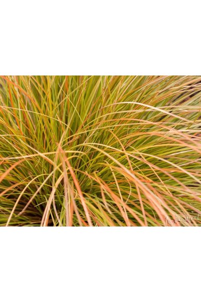 Tunç Botanik CAREX TESTECEA 5 ADET - OTSU YER ÖRTÜCÜ BİTKİ