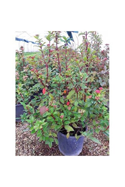 Tunç Botanik KARTOPU - DEFNE YAPRAKLI KARTOPU TİNUS 1 METRE