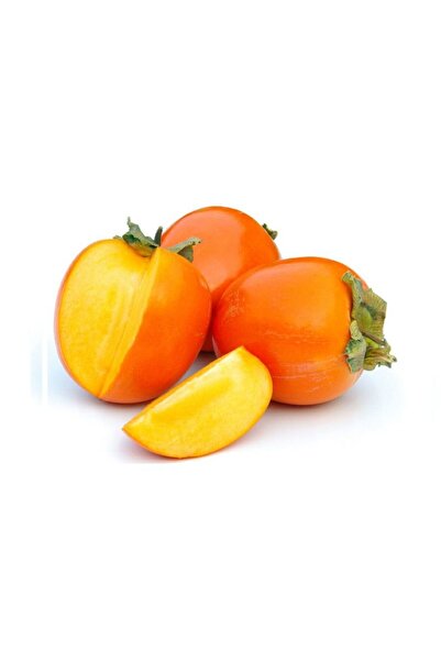 Tunç Botanik 5 ADET ROJO BRİLLANTE HURMA FİDANI 3 YAŞ TÜPLÜ