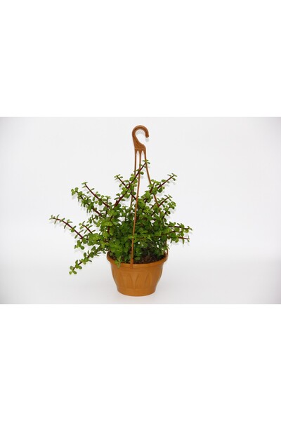 Tunç Botanik YEŞİM AĞACI Crassula Portulacaria - ASKILI SAKSIDA HEDİYELİK