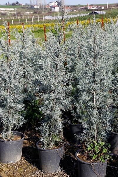 Tunç Botanik MAVİ SERVİ 10 ADET- AŞILI ÇİT BİTKİSİ 1 -1.5 Metre