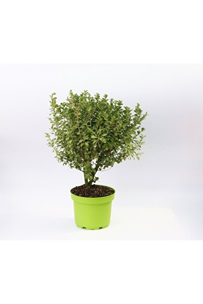 Tunç Botanik ŞİMŞİR FİDANI 2 ADET - DEKORATİF SAKSIDA HEDİYELİK