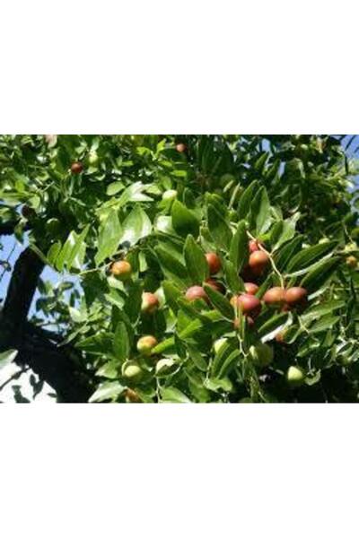 Tunç Botanik HÜNNAP FİDANI 150 cm 4 YAŞINDA ÇOK DALLI