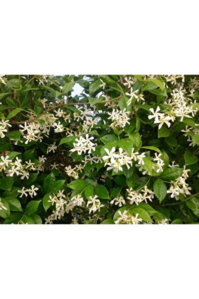 Tunç Botanik ARAP YASEMİNİ 10 ADET - ÇİÇEKLİ KOKULU SARILICI BİTKİ 120-150 CM