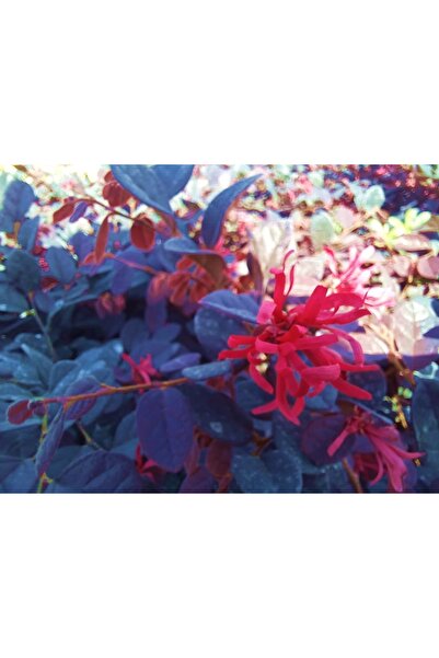 Tunç Botanik LOROPETALUM - PEMBE RÜYA ÇİÇEĞİ 3 ADET