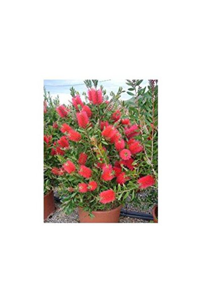 Tunç Botanik Fırça Çalısı Callistemon 3 Adet