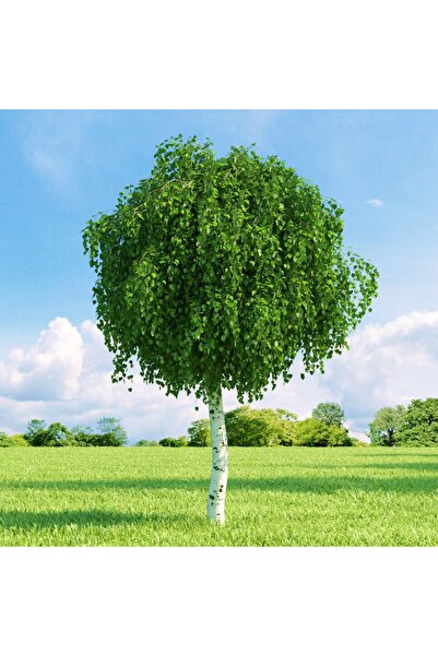 Tunç Botanik HUŞ AĞACI FİDANI - BETULA PENDULA