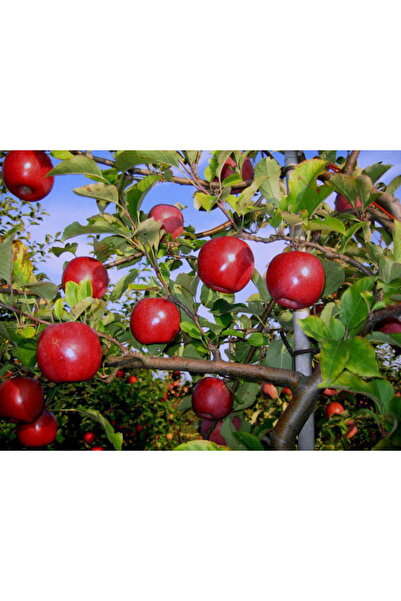 Tunç Botanik FUJİ KİKU ELMA FİDANI 1 ADET - AŞILI VE TÜPLÜ