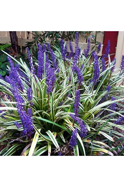 Tunç Botanik ÇİM ZAMBAĞI 5 ADET 'Liriope Muscari Variegata'