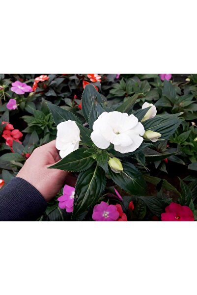 Tunç Botanik BEYAZ KATMERLİ CAM GÜZELİ ÇİÇEĞİ - 5 ADET CANLI ÇİÇEK