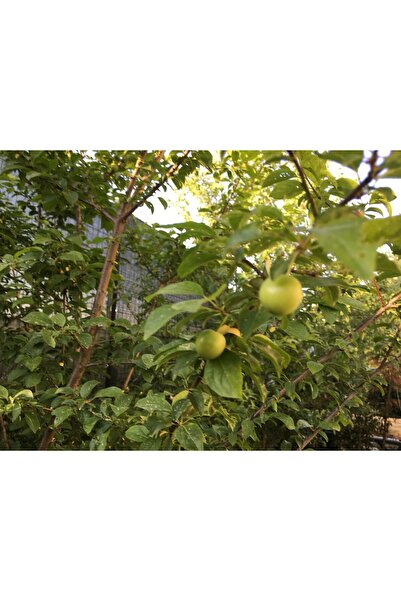 Tunç Botanik Papaz Erik Fidanı 3 Yaş Tüplü ve Aşılı