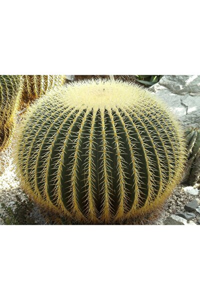 Tunç Botanik Altın Fıçı Kaktüsü – Echinocactus Grusonii 20-30 Cm