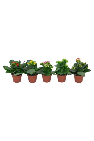 Tunç Botanik Kalanşo Çiçeği – Kalanchoe - 5 Adet Karışık Renklerde