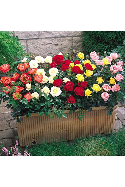 Tunç Botanik Mini Gül – Minyatür Saksı Gülü 5 Adet Karışık Renklerde