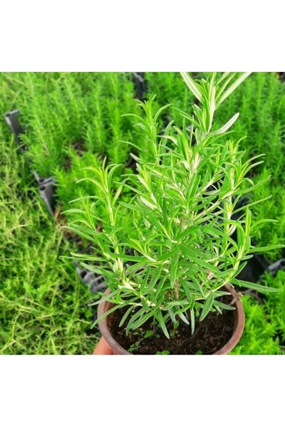 Tunç Botanik Mutfakta Bitki Seti / Saksıda Kekik - Biberiye - Adaçayı