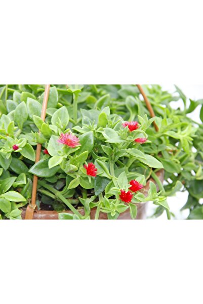 Tunç Botanik BUZ ÇİÇEĞİ - ASKILI SAKSIDA HEDİYELİK