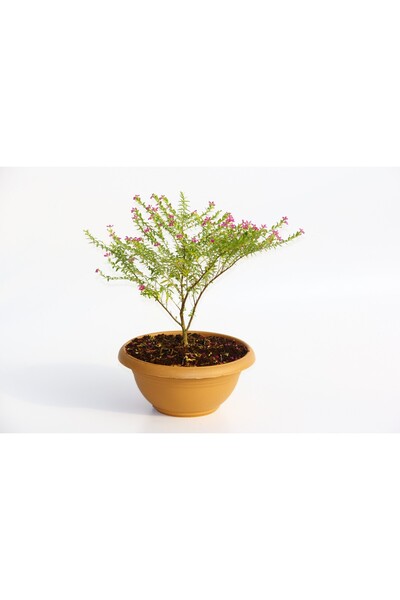 Tunç Botanik BONSAİ KUFEYA CENNET ÇİÇEĞİ 2 ADET HEDİYELİK