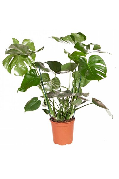 Tunç Botanik Monstera - Deve Tabanı 80-100 Cm