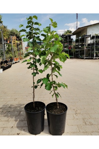 Tunç Botanik Fındık (Çakıldak) Fidanı 3 Yaş 2 Adet Tüplü