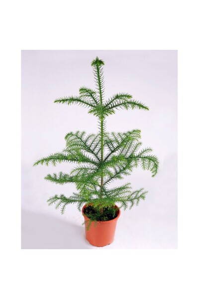 Tunç Botanik Arokarya Çamı – Salon Çamı 60 Cm