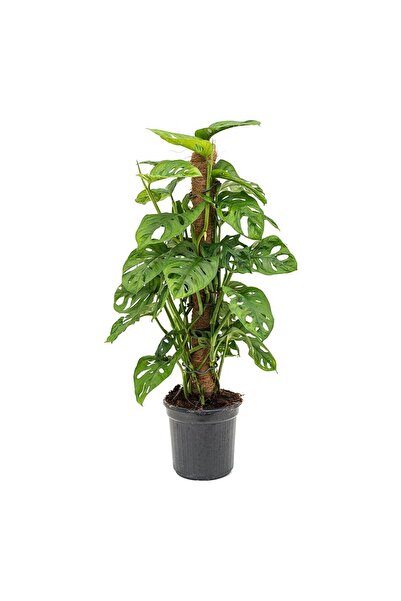 Tunç Botanik Delikli Devetabanı (monstera Adansonii Monkey Mask) Sopalı 2 Adet