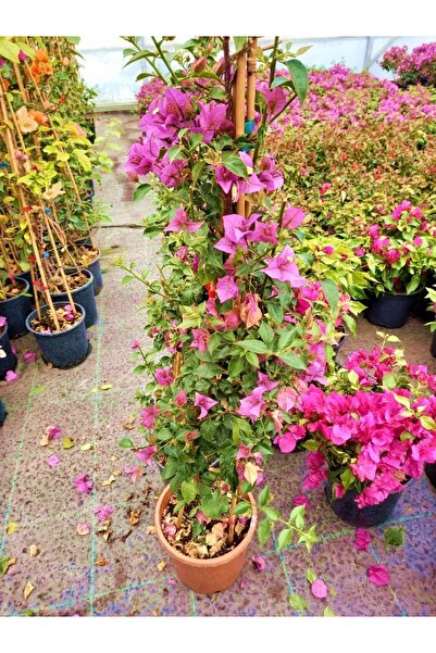 Tunç Botanik Begonvil Sarmaşığı 5 Adet 100 Cm - Çiçekli Bitki