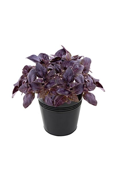 Tunç Botanik Saksıda Mor Reyhan Seti - Evde Reyhan Yetiştirin