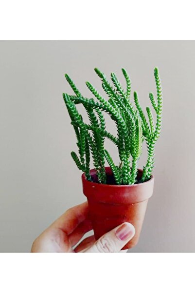 Tunç Botanik PRENSES ÇAMI CRASSULA MUSCOSA 45 ADET