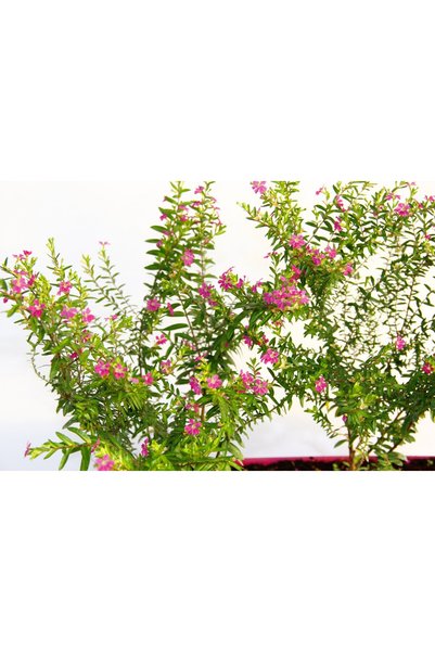 Tunç Botanik CENNET ÇİÇEĞİ 3 ADET - PEMBE BALKON SAKSISINDA