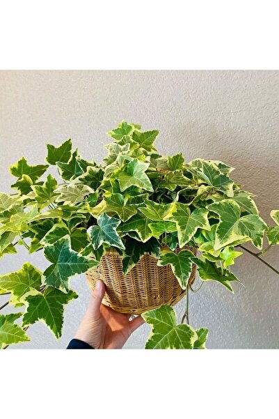 Tunç Botanik Mini Hedera Alacalı Salon Sarmaşığı- (Hedera Helix Variegata) Askılı Saksıda