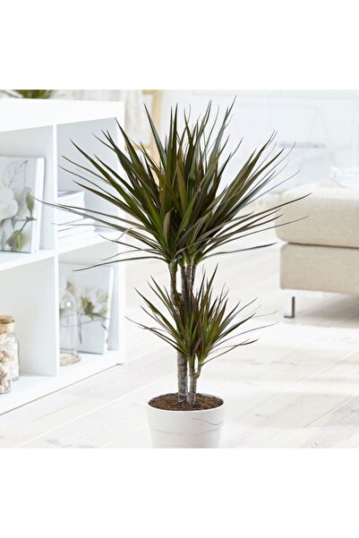 Tunç Botanik Madagaskar Dragon Ağacı – Dracaena Marginata 2 Gövdeli Bordo