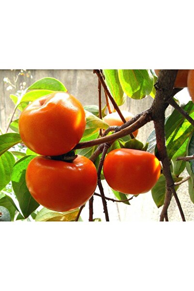 Tunç Botanik Hachiya Trabzon Hurması Fidanı ( Cennet Meyvesi) 3 Yaş Tüplü ve Aşılı