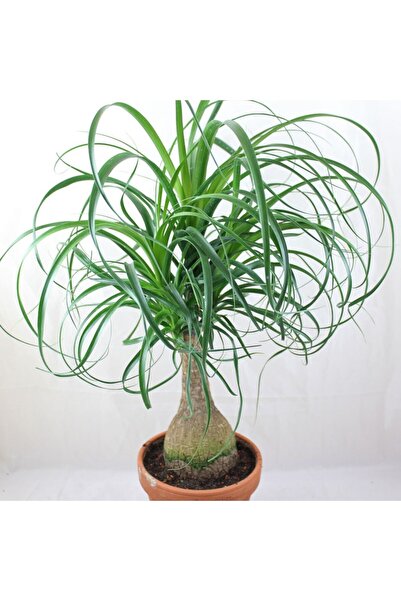 Tunç Botanik Nolina Fil Ayağı Bitkisi - Ev, Ofis, Salon Bitkisi