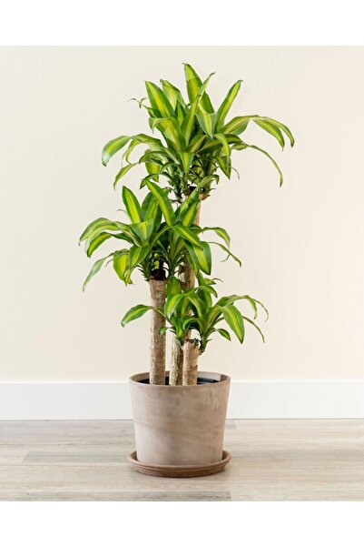 Tunç Botanik Dracena Massengena 3’lü 100-125 cm